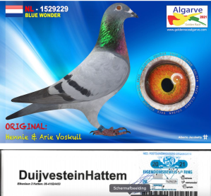 Blue Wonder DuijvesteinHattem