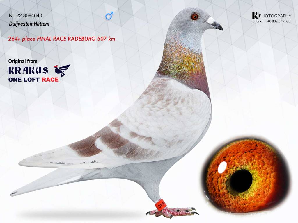 H.J. Overbeek Velp uit de 102. Uit de afstamming 18e Nat. Barcelona 2019