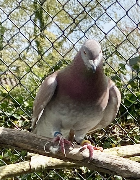 Dutch Racing Pigeons Nature Birds and Racing Pigeons β DuijvesteinHattem Netherlands
