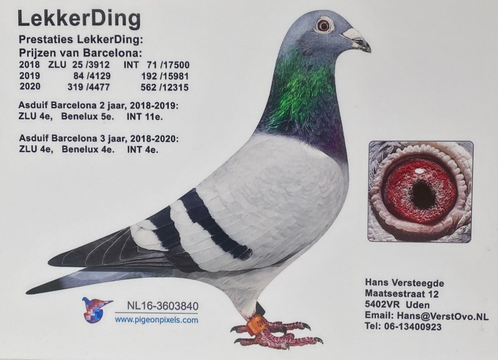 Hans Versteegde DuijvesteinHattem